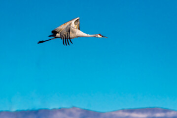 Sandhill crane flying in the blue sky on a sunny day at Bosque del Apache National Wildlife Refuge