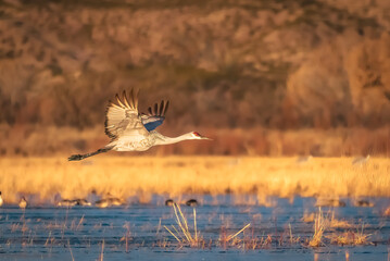 Sandhill crane flying over marshland at Bosque del Apache National Wildlife Refuge