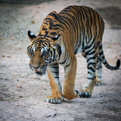 Fototapeta na wymiar The tiger is hunting prey for food.