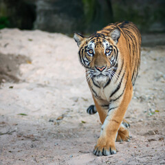 The tiger looked at me, his eyes look scary.