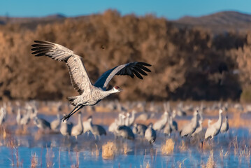 Sandhill crane in flight on a sunny day at Bosque del Apache National Wildlife Refuge
