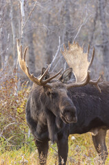 Bull Shiras Moose During the Rut in Grand Teton National Park Wyoming in Autumn