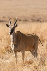 Naklejka na ściany i meble Eland bull, Kruger National Park