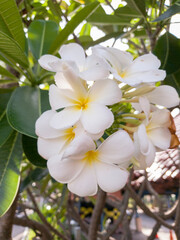 A flower blooming near the airport