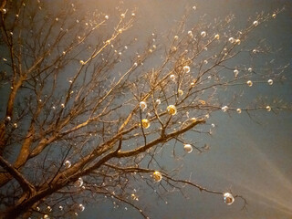 Branches of an old oak tree with toy glass balls against the background of the night sky.