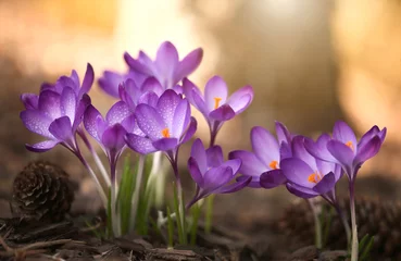 Foto op Plexiglas Wiosenne kwiaty -Krokusy © mycatherina