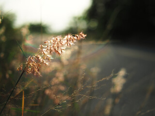 grass field and sunlight sweet background nature