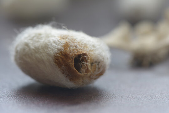Closeup shot of an empty silk cocoon shell , silk moth comes out from it
