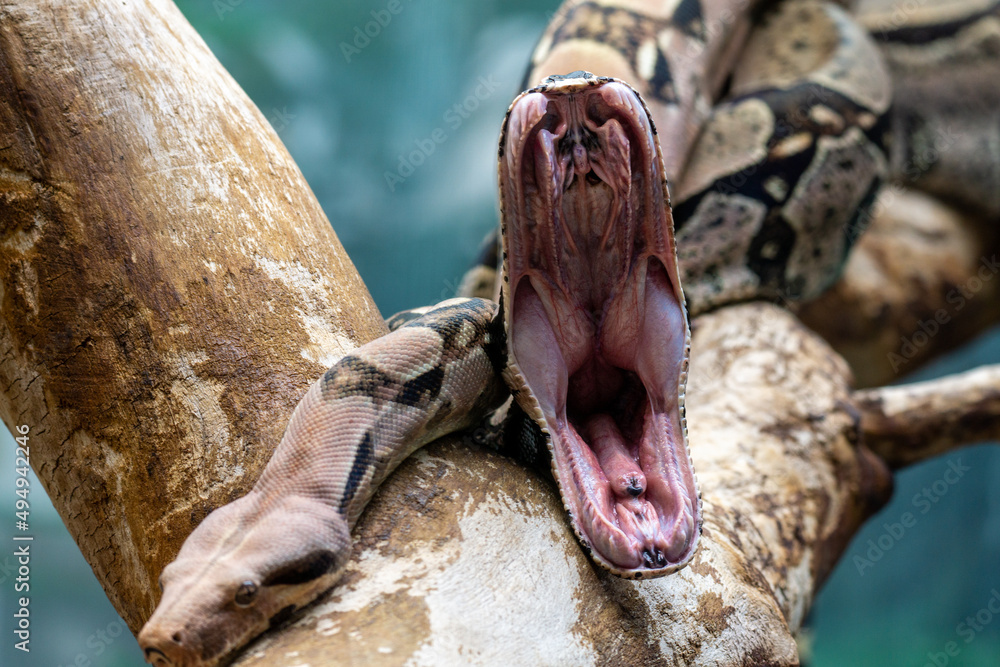Poster close-up shot of a scary snake with an open mouth on a tree