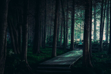 Empty mysterious scary dark forest