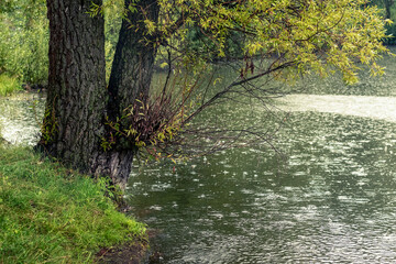 Rain over the river. Trees by the river in the rain