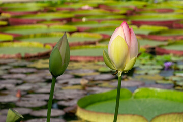 Close-up shot of beautiful lotus buds under the sunlight