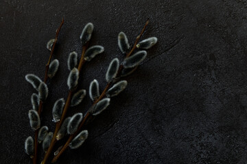 Happy Easter concept. Preparation for holiday. Pussy willow flowers branches on trendy grunge scratched dark black stone shale background. Simple minimalism flat lay top view copy space