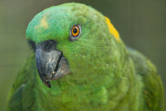 Closeup of the yellow-naped amazon or yellow-naped parrot. Amazona auropalliata.