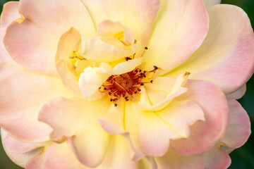 Delicate pink rose on a background of summer greenery. the Rose. Floriculture, perennial flowers.