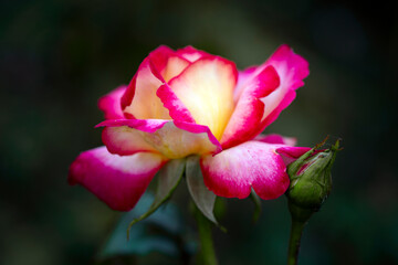 Delicate pink rose on a background of summer greenery. the Rose. Floriculture, perennial flowers.