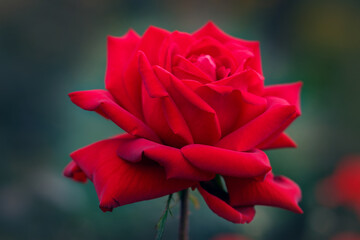 Magnificent red rose. Floriculture, perennial flowers.