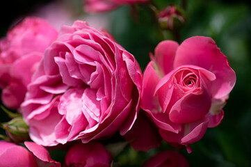 Closeup shot of pink rose flowers in a garden on a blurred background