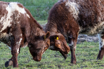 Closeup shot of two domestic cows fighting