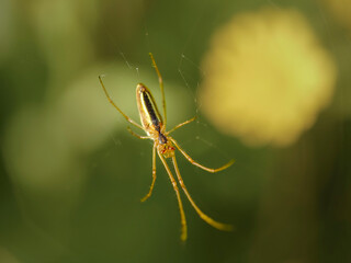 Spider waiting for prey