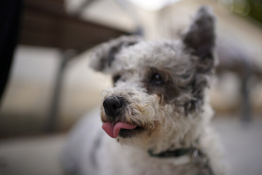 Friendly Pumi Puppy Playing In The Park