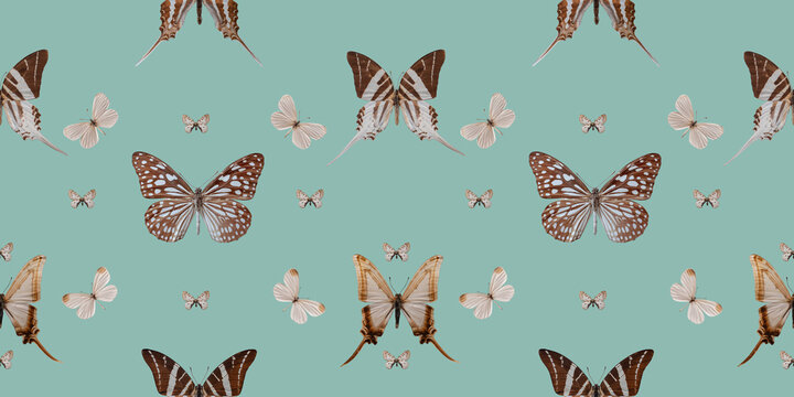 Butterflies Seamless Pattern Tropical Butterfly