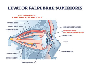 Levator palpebrae superioris muscle with eye structure outline diagram. Labeled educational eyelid muscular system for elevation and movement vector illustration. Medical anatomy for rectus or oblique - obrazy, fototapety, plakaty