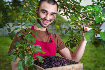 Young man harvesting mulberries in a tray near a mulberry tree. Farmer guy with berries in his...