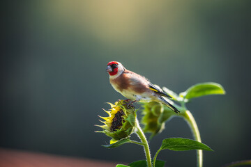 Selective focus of a goldfinch foraging on sunflower against a blurred background