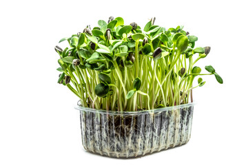 Sunflowers microgreens on white background. Fresh healthy sprouts. Vegan and healthy eating concept.
