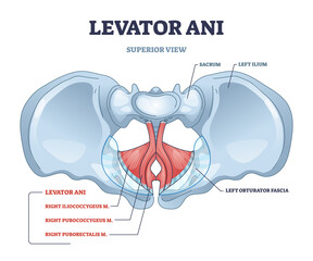 Levator ani muscle group location and lesser pelvis bones outline diagram. Labeled educational pubococcygeus, iliococcygeus and puborectalis muscular system for body vaginal part vector illustration.
