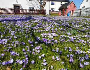 Bunte Wiese mit vielen Krokussen im Frühling