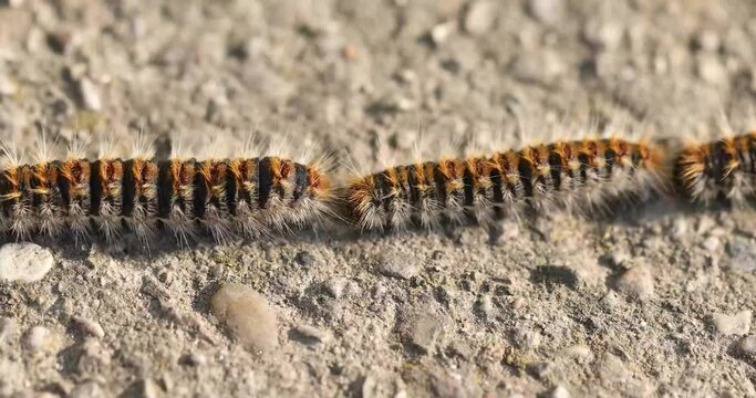 Hairy caterpillars in a row, pine processionary, dangerous for man and animals