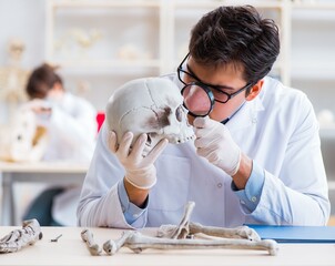 Professor studying human skeleton in lab