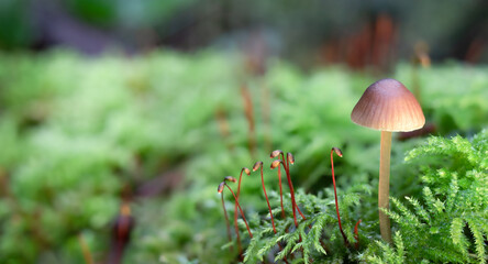 Mushroom with moos on forest ground, closeup. Beautiful forest ground backdrop or understory vegetation background. Macro of Copper-wire Moss growing in North Vancouver. Copy space. Selective focus.