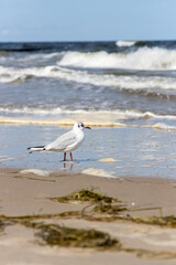 Seagulls on the beach of the Baltic Sea looking for food