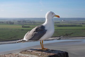 A seagull on a wall of the abbey of Mont Saint Michel in France