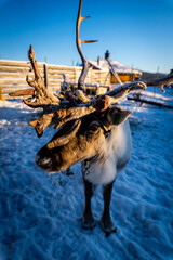Vertical macro shot of a reindeer © Vladimir Mladenovic/Wirestock Creators