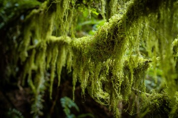 Moss hanging on tree