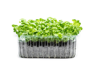 Basil microgreens on white background. Fresh healthy sprouts. Vegan and healthy eating concept.
