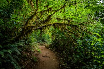 Overhanging tree on forest path