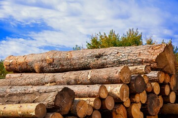 Raw timber in the open air on a summer day