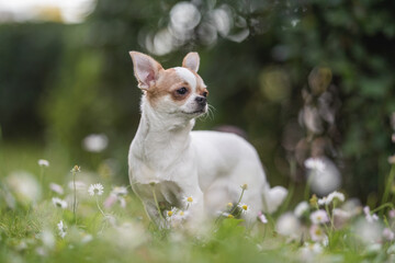 Cute chihuahua dog among blooming chamomile flowers in a city park