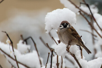 male house sparrow (Passer domesticus) sitting on a snowy twig in winter