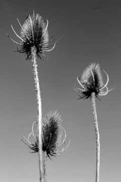 dandelion seeds on black © Hanna