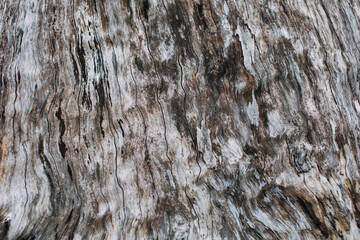 Beautiful natural patterns and textures of daytime gray and brown bark. use for background..