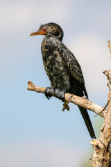 Reed Cormorant, Kruger National Park