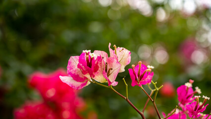 Bougainvillea is a genus of thorny ornamental vines, bushes, and trees belonging to the four o' clock family, Nyctaginaceae.