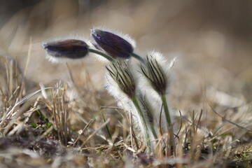 Pasqueflower, pulsatilla grandis