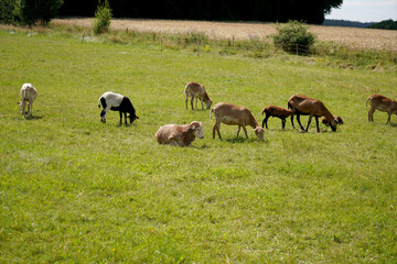 herd of sheep on pasture